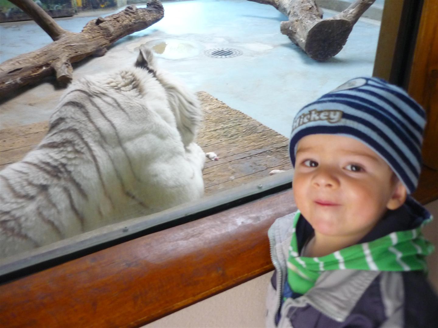 Jarko vs biely tiger. 