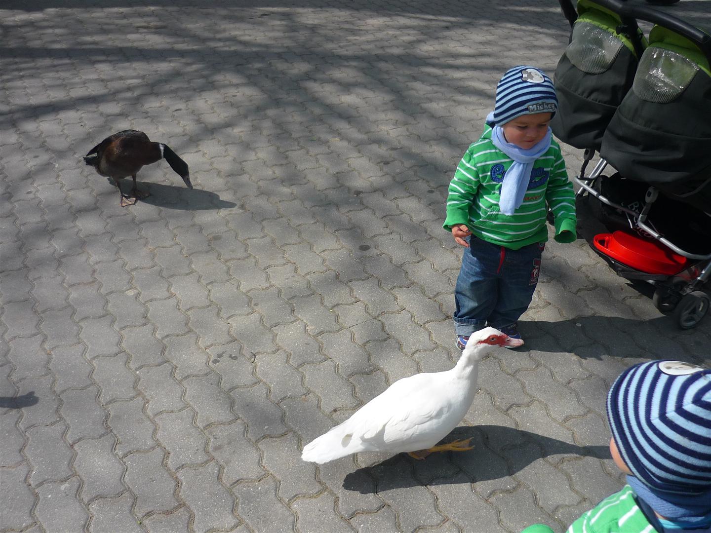 Nakrmime kacicky, urcite maju hlad. 